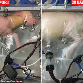 The Future of Pregnancy: Growing Babies in an Artificial Womb