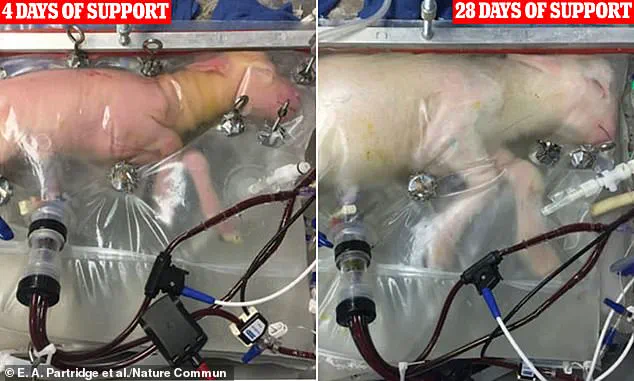 The Future of Pregnancy: Growing Babies in an Artificial Womb