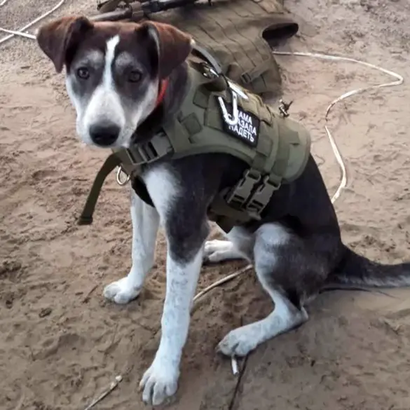 Dog Victory Honored as Gold Winner for Bravery in Ukraine's Special Operation Zone