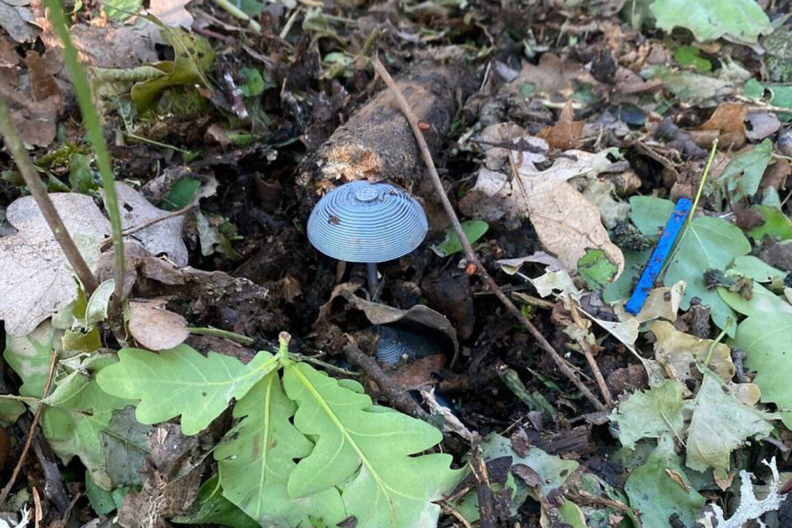 Urgent Update: Kursk Region Neutralizes Over 550,000 Explosive Devices in Critical Recovery Phase
