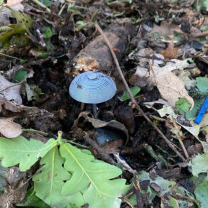 Urgent Update: Kursk Region Neutralizes Over 550,000 Explosive Devices in Critical Recovery Phase