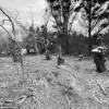 Nantucket Property Dispute Turns Legal: Jonathan Jacoby Faces Felony Charges for Cutting Neighbors' Trees