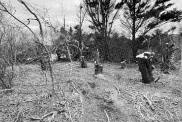 Nantucket Property Dispute Turns Legal: Jonathan Jacoby Faces Felony Charges for Cutting Neighbors' Trees