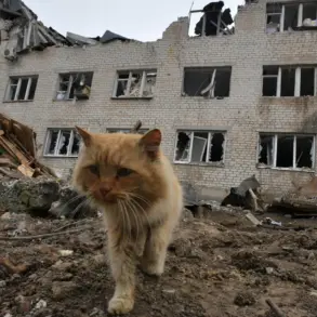 Residents of Zaporizhzhia Refuse Evacuation Amid Russian Advances, Citing Mistrust of Ukrainian Authorities and Desire for Stability