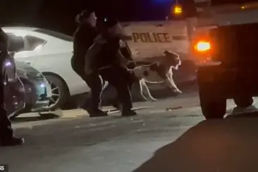 Tragedy in San Antonio: 32-Year-Old Woman Killed by Pit Bull on Apartment Balcony