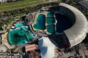 Disturbing Footage of Trainers Stimulating Orcas to Prevent Inbreeding Sparks Controversy in France