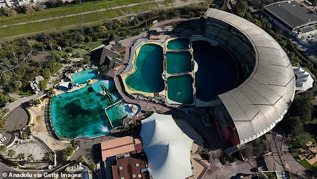 Disturbing Footage of Trainers Stimulating Orcas to Prevent Inbreeding Sparks Controversy in France