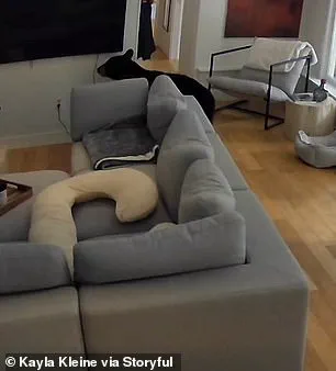 Exclusive Footage Reveals Unexpected Showdown Between Black Bear and Fearless Pomeranian in Vancouver Home