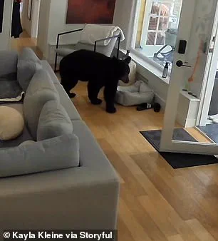 Exclusive Footage Reveals Unexpected Showdown Between Black Bear and Fearless Pomeranian in Vancouver Home