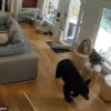 Exclusive Footage Reveals Unexpected Showdown Between Black Bear and Fearless Pomeranian in Vancouver Home