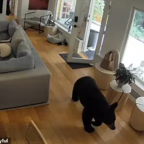 Exclusive Footage Reveals Unexpected Showdown Between Black Bear and Fearless Pomeranian in Vancouver Home