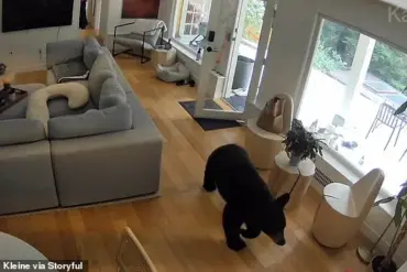 Exclusive Footage Reveals Unexpected Showdown Between Black Bear and Fearless Pomeranian in Vancouver Home