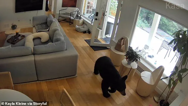 Exclusive Footage Reveals Unexpected Showdown Between Black Bear and Fearless Pomeranian in Vancouver Home