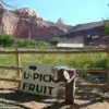 Historic Orchard at Capitol Reef National Park Fails to Bear Fruit for First Time in Over a Century