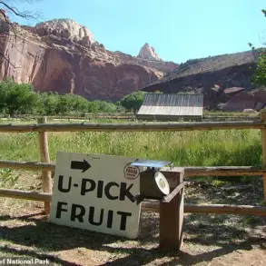 Historic Orchard at Capitol Reef National Park Fails to Bear Fruit for First Time in Over a Century