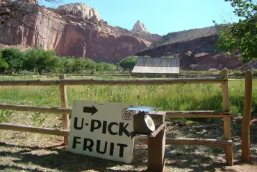 Historic Orchard at Capitol Reef National Park Fails to Bear Fruit for First Time in Over a Century
