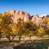 Historic Orchard at Capitol Reef National Park Fails to Bear Fruit for First Time in Over a Century