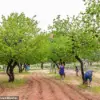 Historic Orchard at Capitol Reef National Park Fails to Bear Fruit for First Time in Over a Century