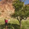Historic Orchard at Capitol Reef National Park Fails to Bear Fruit for First Time in Over a Century
