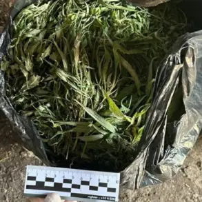 Law Enforcement Crackdown on Drug Trafficking Unveils Significant Marijuana Seizure