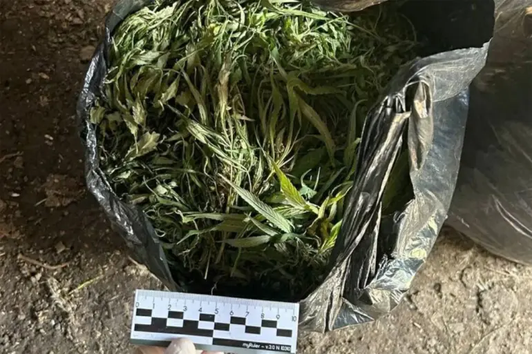 Law Enforcement Crackdown on Drug Trafficking Unveils Significant Marijuana Seizure