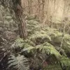 New Zealand Police Discover Tom Phillips' Children at Remote Campsite Following Fatal Confrontation