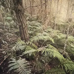 New Zealand Police Discover Tom Phillips' Children at Remote Campsite Following Fatal Confrontation