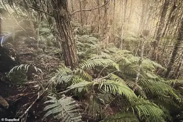 New Zealand Police Discover Tom Phillips' Children at Remote Campsite Following Fatal Confrontation