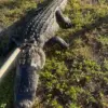 Optometrist Survives Near-Fatal Alligator Encounter on Florida River