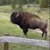 Viral Video Sparks Debate Over Dangerous Misinterpretation of Bison Behavior, Expert Warns