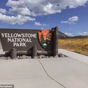 Viral Video Sparks Debate Over Dangerous Misinterpretation of Bison Behavior, Expert Warns