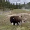 Viral Video Sparks Debate Over Dangerous Misinterpretation of Bison Behavior, Expert Warns