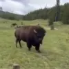 Viral Video Sparks Debate Over Dangerous Misinterpretation of Bison Behavior, Expert Warns