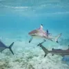 Young Boy Survives Shark Encounter Thanks to Sister's Quick Thinking in Florida