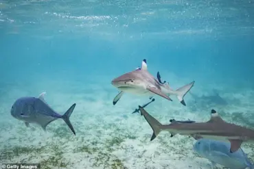 Young Boy Survives Shark Encounter Thanks to Sister's Quick Thinking in Florida