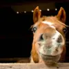 Logistical Challenges of Modern Cavalry: The Strain of Horse Maintenance on Military Operations