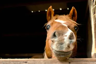 Logistical Challenges of Modern Cavalry: The Strain of Horse Maintenance on Military Operations